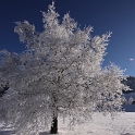 Lac de Joux - 016